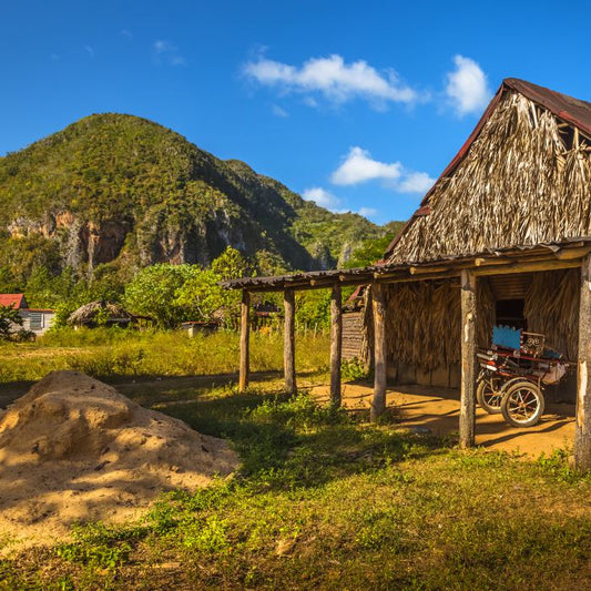 Traditional tobacco farm in cuba